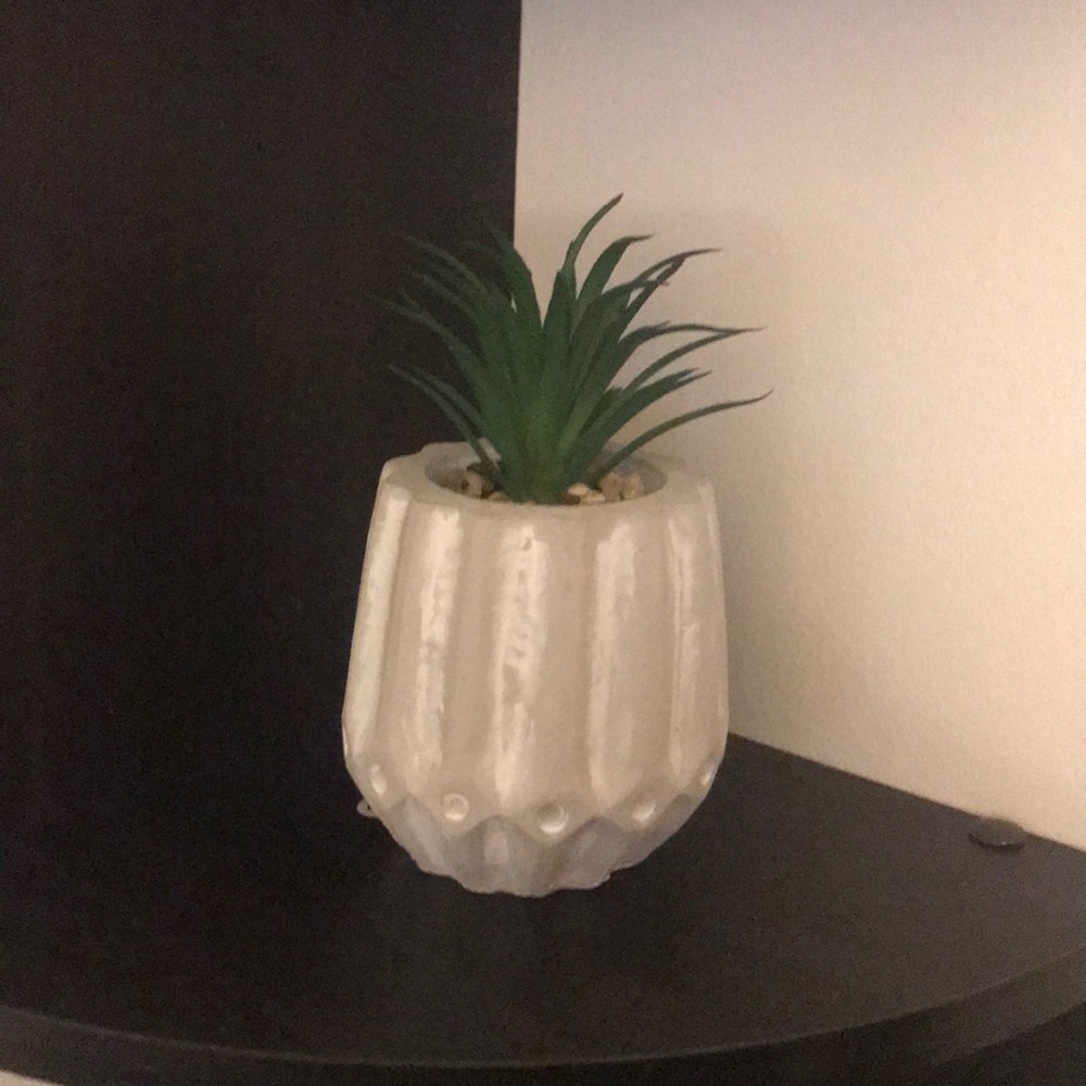 Small decorative plant